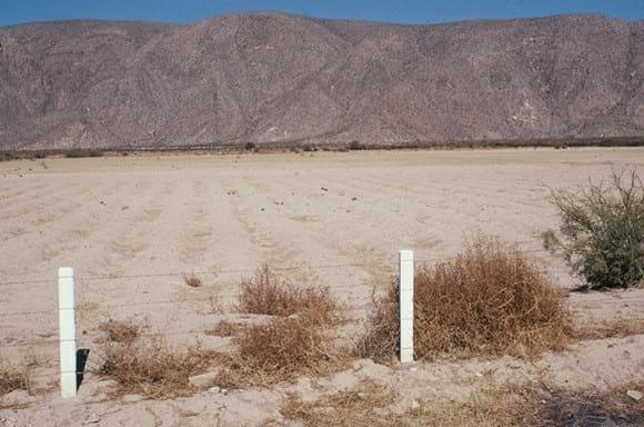 La salinidad de los suelos, un problema que amenaza su fertilidad - Image 1