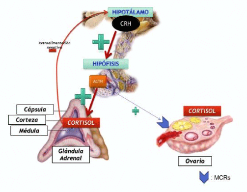 Fig. 4.1. Esquema de la regulación endócrina del estrés en el eje Hipotálamo-hipófisis-adrenal y su relación con el ovario. Referencias: CRH: Corticotrofina; ACTH: Adrenocorticotrofina; MCRs: Receptor de melanocortinas.