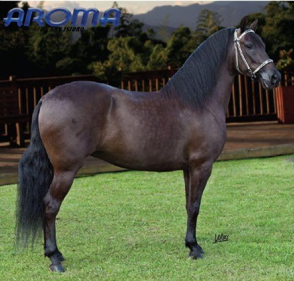 caballo criollo colombiano