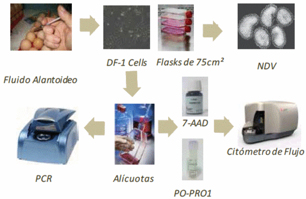 Evaluacion de la carga viral, viabilidad celular y apoptosis en celulas DF-1 infectadas con el virus de la enfermedad de Newcastle (NDV) utilizando fluido alantoideo de huevos embrionados de pollo como suplemento de cultivo - Image 1