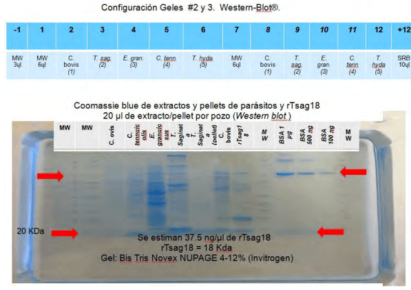 Desarrollo de una plataforma de diagnóstico serologico para cisticercosis bovina a partir de proteina recombinante RTSAG18 - Image 1