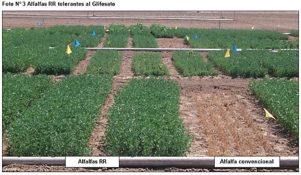 Avances en mejoramiento genetico del cultivo de alfalfa - Image 2