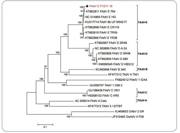 Secuencia del Genoma Completo de un Fowl Aviadenovirus serotipo 8b aislado en América del Sur - Image 1