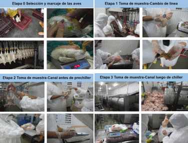 Campylobacter spp. y factores asociados a su presencia en el proceso de faenado de pollos en una planta de Medellín, Colombia - Image 1