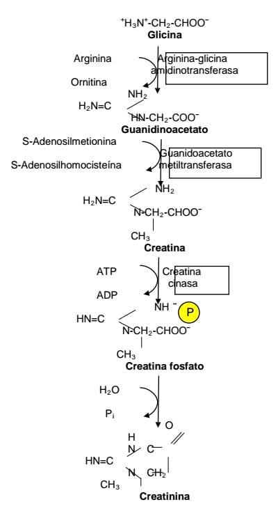 Efecto de Ácido Guanidinoacético (AGA) en el metabolismo energético de Aves y Cerdos. - Image 1