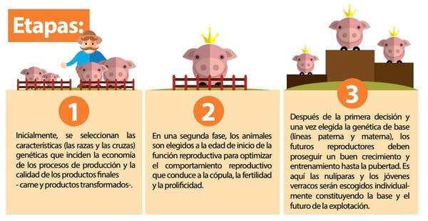 Alternativas para el mejoramiento genético en la reproducción porcina - Image 2