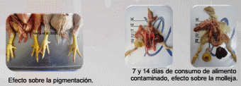 Evaluación de un adsorbente de toxina t-2, en pollo de engorda - Image 5