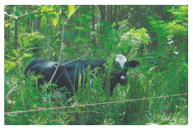 Manejo del pastoreo para una producción sostenible de carne y leche en el trópico - Image 5