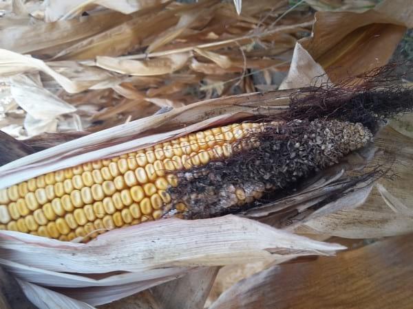 NUTRIAD presenta la encuesta sobre micotoxinas en maíz de Polonia de 2016 - Image 1