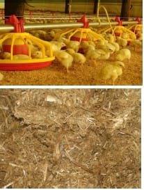 Codigestión de guano de pollo con sustratos agrícolas para obtención de biogas y biofertilizante - Image 1