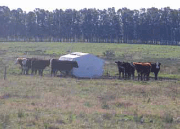 Manejo de la alimentación invernal de la recría bovina sobre campo natural. - Image 5