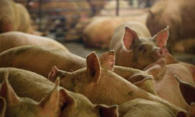 5 pasos para garantizar el manejo y transporte adecuados de los cerdos al mercado - Image 1