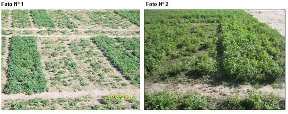 Avances en mejoramiento genetico del cultivo de alfalfa - Image 1