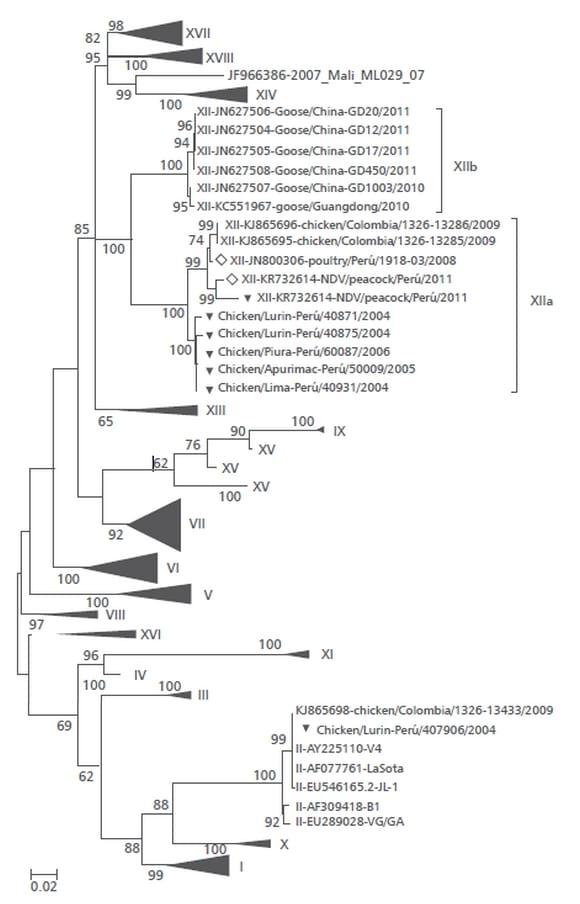 Patotipificación y caracterización filogénica de cepas del virus de la enfermedad de Newcastle en Perú - Image 1