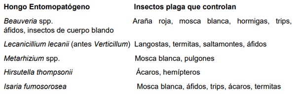 Principales hongos entomopatógenos e insectos plaga que controlan 