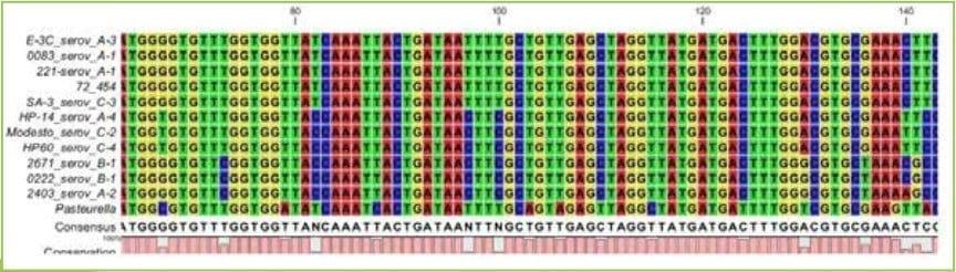 Evaluación filogenética del gen Hemaglutinina de Avibacterium Paragallinarum y su relación con la serotipificación - Image 1