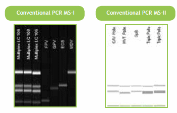 Detección e identificación de virus ADN que infectan pollos utilizando multiplex TaqMan en PCR tiempo real - Image 2