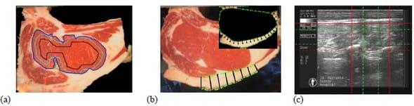 Estimación de parámetros de calidad de carne en base a imágenes color y ultrasonido. - Image 1