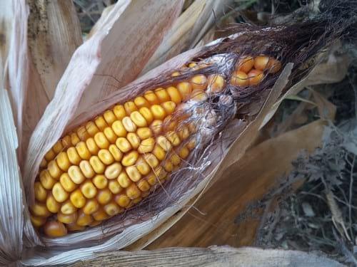 Nutriad concluye la encuesta del 2016 en España sobre micotoxinas en maíz - Image 1