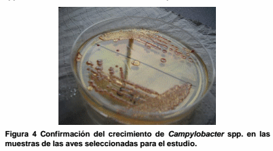 Campylobacter spp. y factores asociados a su presencia en el proceso de faenado de pollos en una planta de Medellín, Colombia - Image 4
