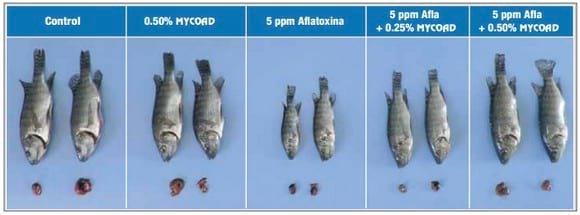 Eficacia de Mycoad en la reducción de los efectos tóxicos de la aflatoxina en tilapias - Image 3