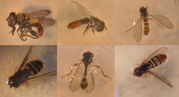 Identifican insectos que ayudan al control biológico de plagas - Image 1