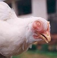 Prevención y control de las principales enfermedades de las gallinas de postura - Image 1