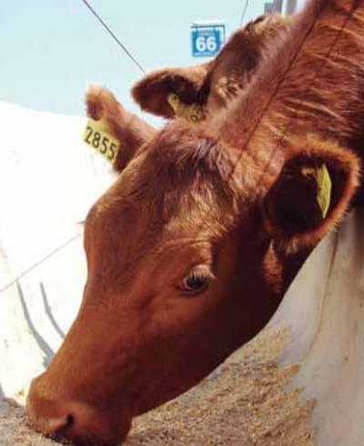 Recría de bovinos de carne: consideraciones para su correcta implementación - Image 1