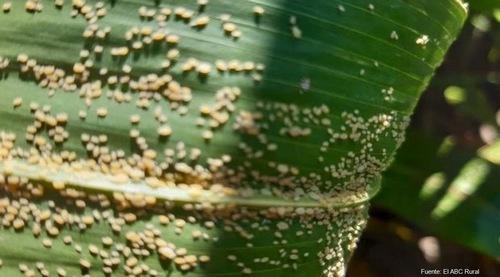Pulgón Amarillo, una nueva amenaza en el cultivo de sorgo - Image 1