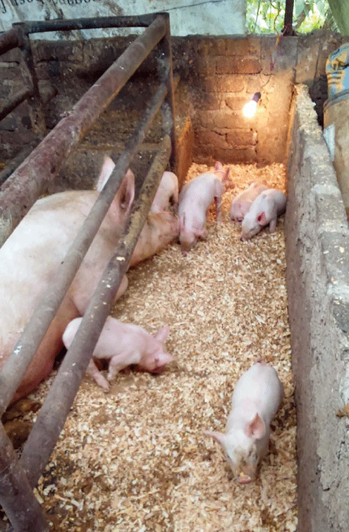 Aporte de principales nutrientes en dietas para cerdos