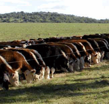 Manejo de la alimentación invernal de la recría bovina sobre campo natural. - Image 4