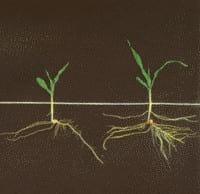 Porqué el Fósforo es importante para el desarrollo de las raíces. - Image 1