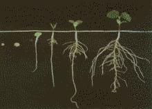 Porqué el Fósforo es importante para el desarrollo de las raíces. - Image 2