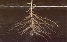 Porqué el Fósforo es importante para el desarrollo de las raíces. - Image 3