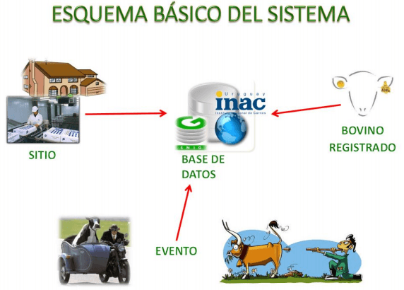 Trazabilidad animal un requisito para todos los productores de alimentos “Modelo implementado en Uruguay” - Image 1