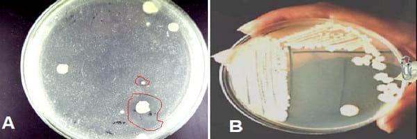 Selección de rizobacterias por su antagonismo frente a microorganismos patógenos de cucurbitáceas - Image 1