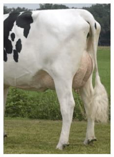 Ubres y pezones: Cómo evaluarlos para mejorar nuestras vacas de crianza - Image 1