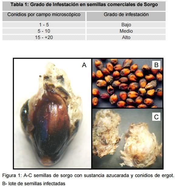 Detección de Ergot (claviceps africana) en semilla de sorgo comerciales. - Image 1
