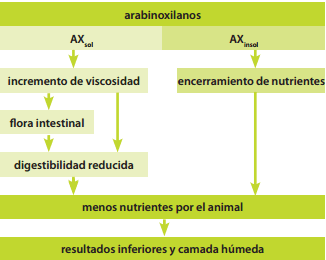 Arabinoxilanos: El factor antinutricional principal - Image 4