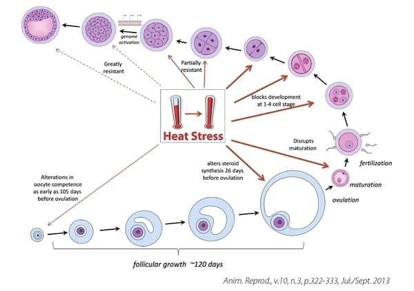 Estrés por calor y su impacto en la reproducción - Image 3