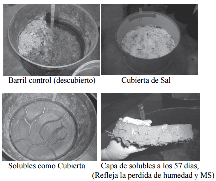 Análisis económico de la utilización de burlanda húmeda de maíz almacenada, en dietas de engorde a corral - Image 10