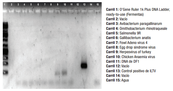 Validación de Real-Time PCR: Detección y Cuantificación del Virus de Laringotraqueitis Infecciosa Aviar para la industria biofarmacéutica - Image 2