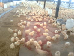 Alimentación del Pollo en la primer semana - Image 13