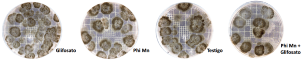 Efecto del glifosato y del fosfito de manganeso sobre la intensidad de ataque de macrophomina phaseolina en plantas de soja - Image 4