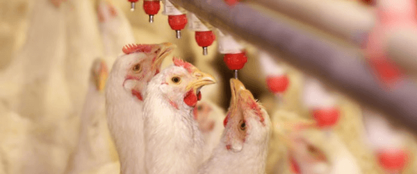 Contribución del patólogo aviar a la industria avícola - Image 1