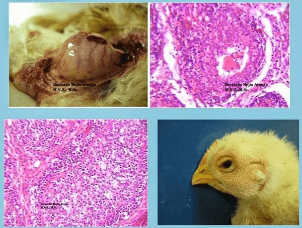 Contribución del patólogo aviar a la industria avícola - Image 19