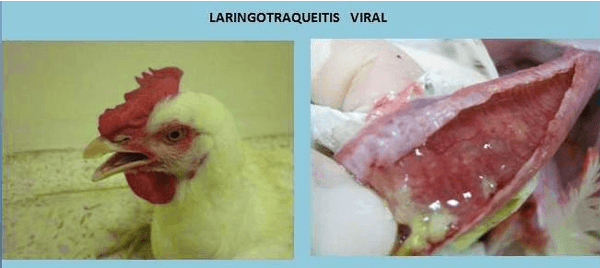 Contribución del patólogo aviar a la industria avícola - Image 20