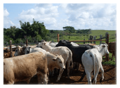 Estrategias de suplementación en ganado de doble propósito en el trópico húmedo - Image 3