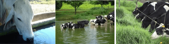 El uso adecuado del agua en explotaciones de ganado bovino - Image 2
