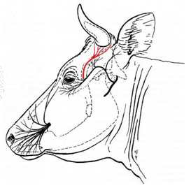 Descorne zootecnico y quirúrgico en bovinos - Image 13